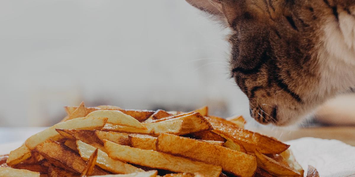 Imagem capturando um gato cheirando batatas fritas, mostrando a curiosa exploração do felino pela comida humana