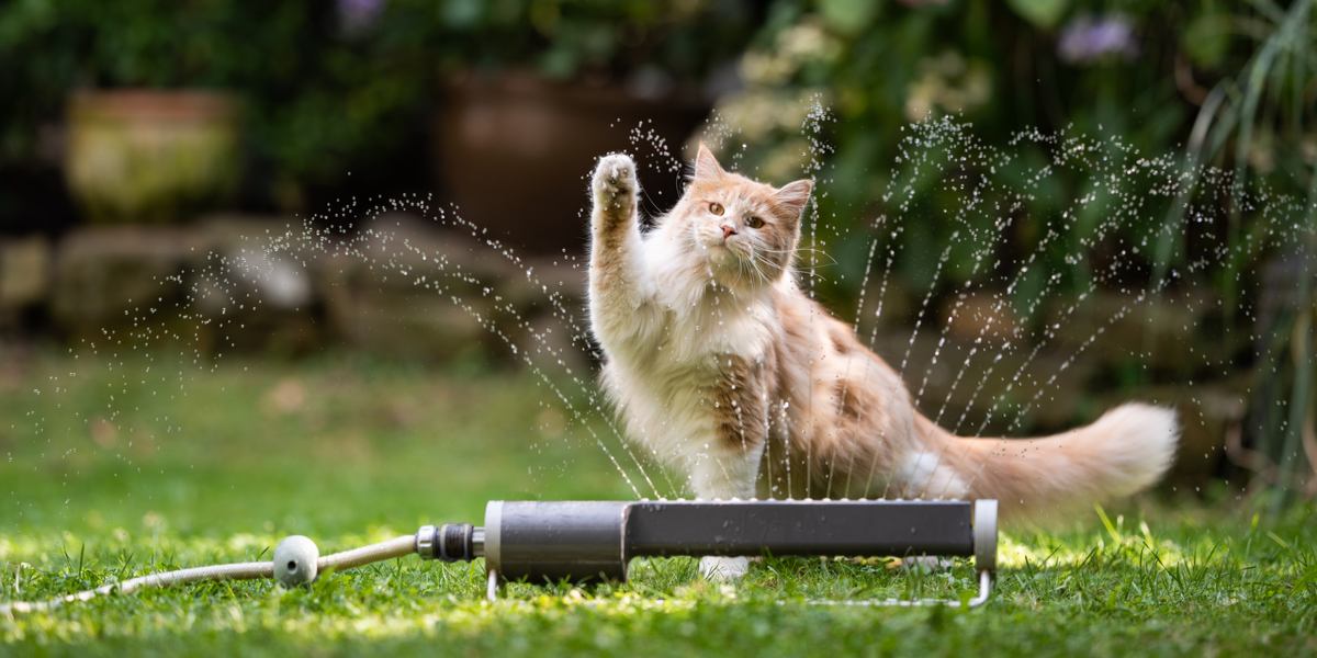 Imagem de diversas raças de gatos que gostam de água, mostrando sua natureza lúdica e aventureira em uma cena de grupo envolvente e cativante.