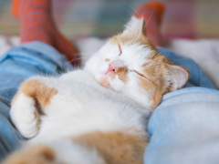 Cozy scene of a cat peacefully nestled between someone's legs as they lay down, enjoying a comfortable and intimate nap together.