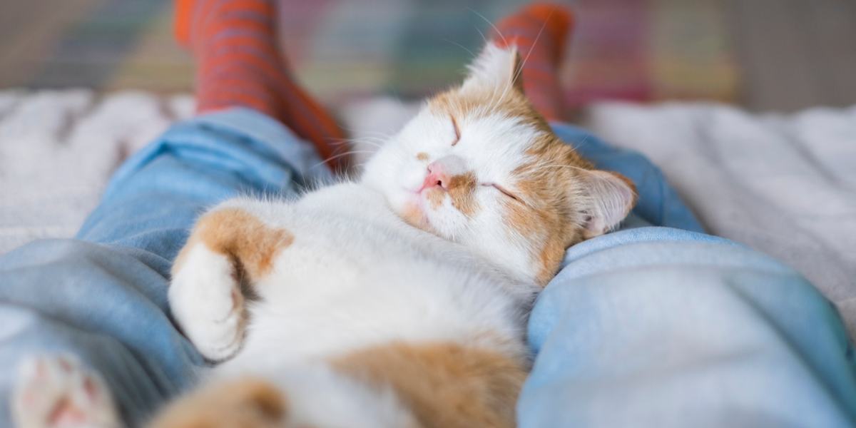 Cena aconchegante de um gato aninhado pacificamente entre as pernas de alguém enquanto eles se deitam, desfrutando de um cochilo confortável e íntimo juntos.