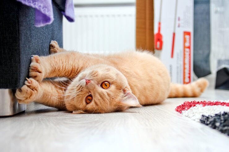 Um gato travesso causando uma bagunça.