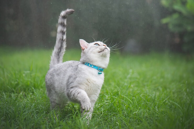 gato andando em uma grama verde