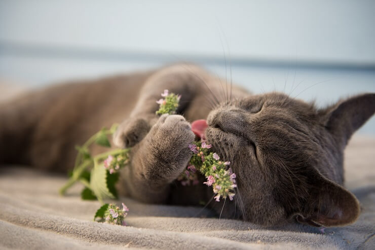 Gato em um momento de pura felicidade enquanto saboreia erva-de-gato.