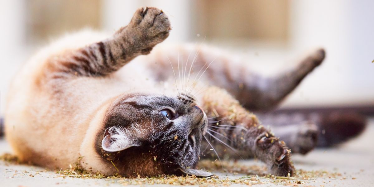 Gatos rolando na terra, abraçando sua inclinação natural para cuidar e marcar comportamentos.