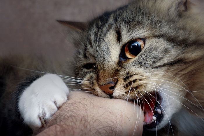 Imagem ilustrando dicas para prevenir mordidas de gato durante carícias, incluindo leitura da linguagem corporal felina, toque respeitoso e reconhecimento de sinais de desconforto.