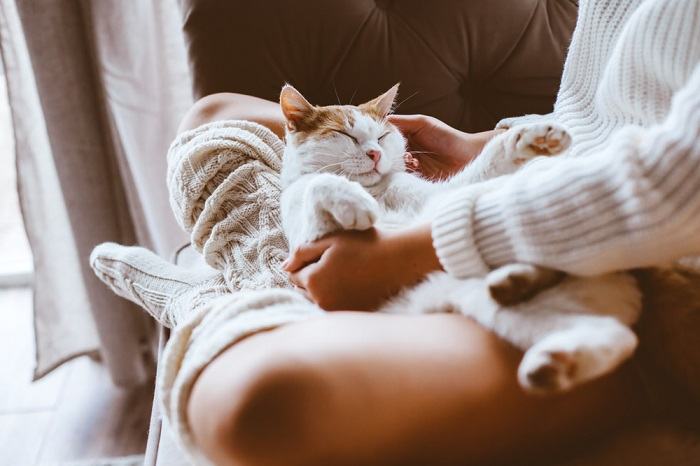 A imagem captura um momento sereno onde um gato descansa pacificamente nas pernas de uma pessoa enquanto ela se reclina.