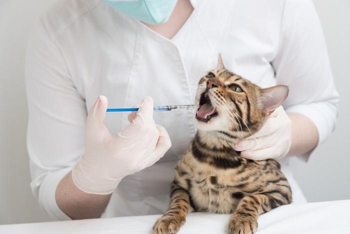 Administrar medicação oral a um gato usando uma seringa em uma demonstração de cuidado responsável com animais de estimação