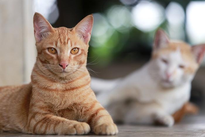 Imagem enfatizando a importância de ler a linguagem corporal de um gato.