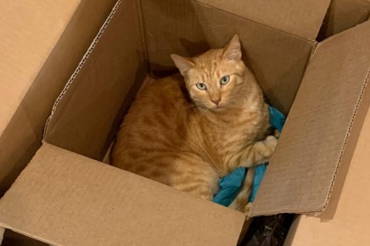 Por Que os Gatos Gostam Tanto de Caixas? 7 Principais Razões