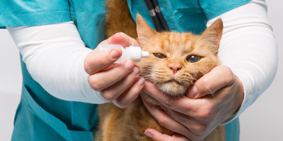 obramicina para gatos, medicamento utilizado no tratamento de diversas condições de saúde felina, enfatizando a importância dos cuidados veterinários e da prescrição de medicamentos.