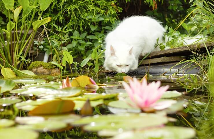 Imagem de um gato angorá turco, conhecido por sua pelagem longa e sedosa e aparência elegante, sentado graciosamente e exalando um ar de charme e beleza.