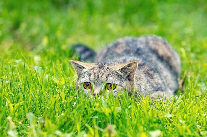 gato escondido na grama procurando uma presa