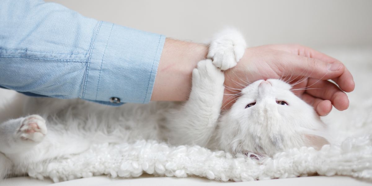 Gato lambendo carinhosamente a mão de uma pessoa, seguido de uma mordidinha suave.