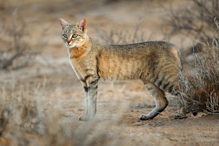 Gato selvagem africano mostrando a beleza e o fascínio desses felinos fascinantes