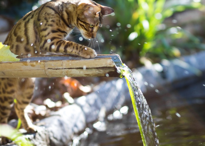 Imagem de um gato Bengal curtindo água, raça conhecida por sua aparência selvagem e padrões de pelagem marcantes, mostrando sua natureza lúdica e aventureira em um cenário refrescante.