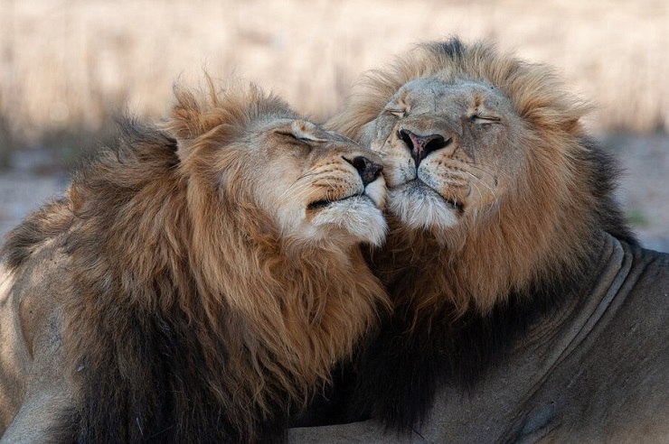 Imagem inspiradora que mostra uma coleção de grandes felinos majestosos em seus habitats naturais, evocando admiração e admiração por essas criaturas magníficas.