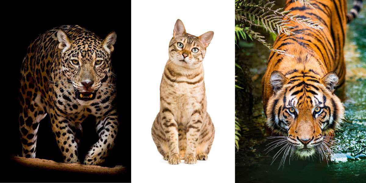 Imagem impressionante de grandes felinos majestosos, mostrando sua presença poderosa e graça inata, destacando a beleza e a diversidade da família felina.