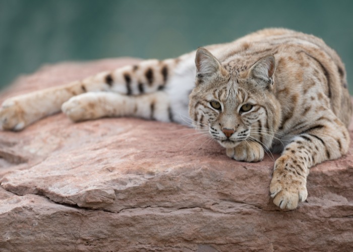 Lince descontraído descansando em seu habitat natural, incorporando uma mistura de beleza selvagem e tranquilidade em seu comportamento.