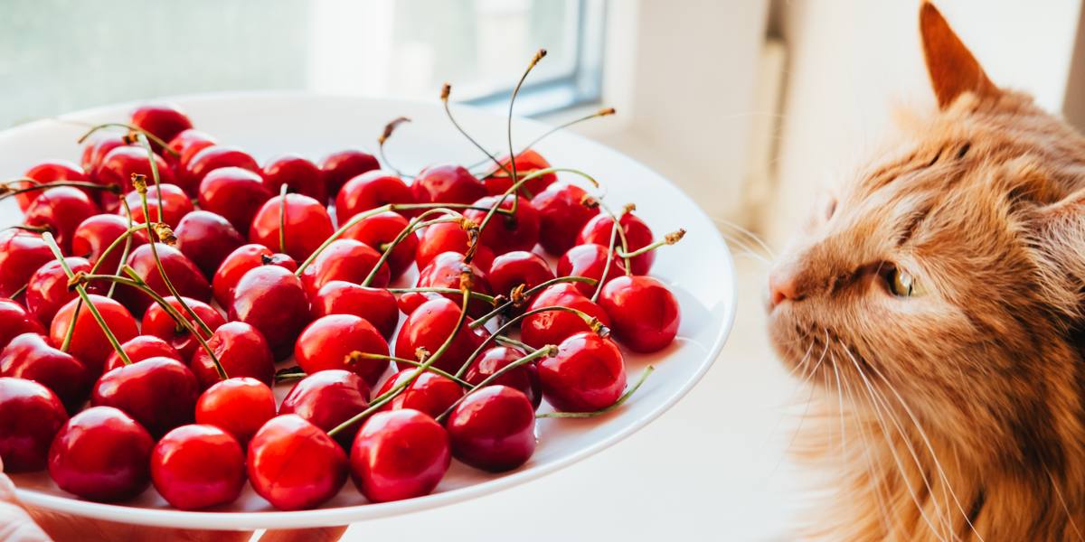 Imagem apresentando um gato e uma cereja, capturando a interação de um felino com uma cereja