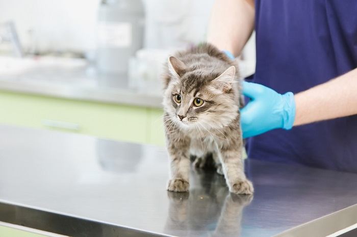 Imagem capturando a visita de um gato ao veterinário.