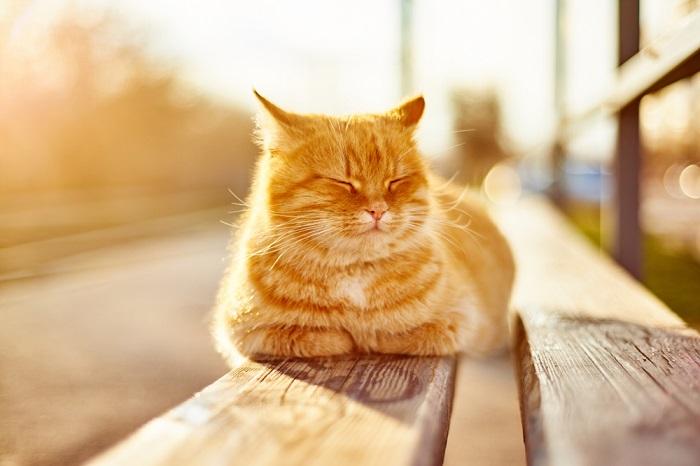 Imagem serena de um gato aproveitando o calor do sol.