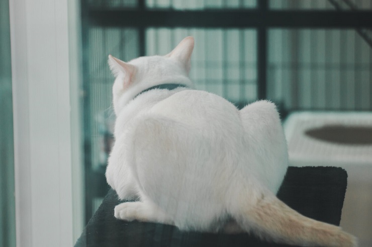 cat butt