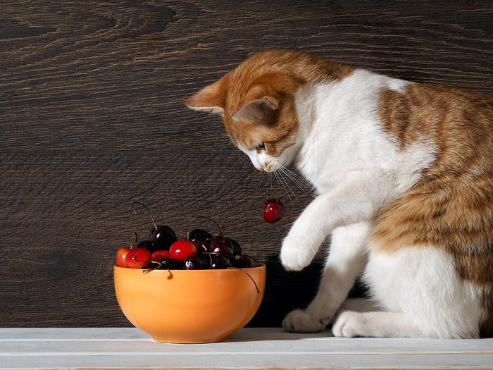 Imagem mostrando um gato com uma cereja, destacando a curiosa interação de um felino com a comida humana