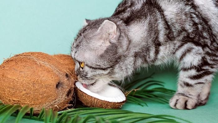 Imagem ilustrando um gato comendo coco.