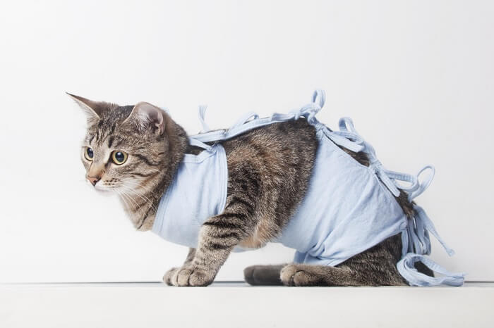 Um gato vestindo roupas ou acessórios, exibindo uma roupa elegante e adorável.