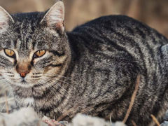 An image of a curious cat exploring a dirt-filled environment, displaying its natural inquisitiveness and playful nature.