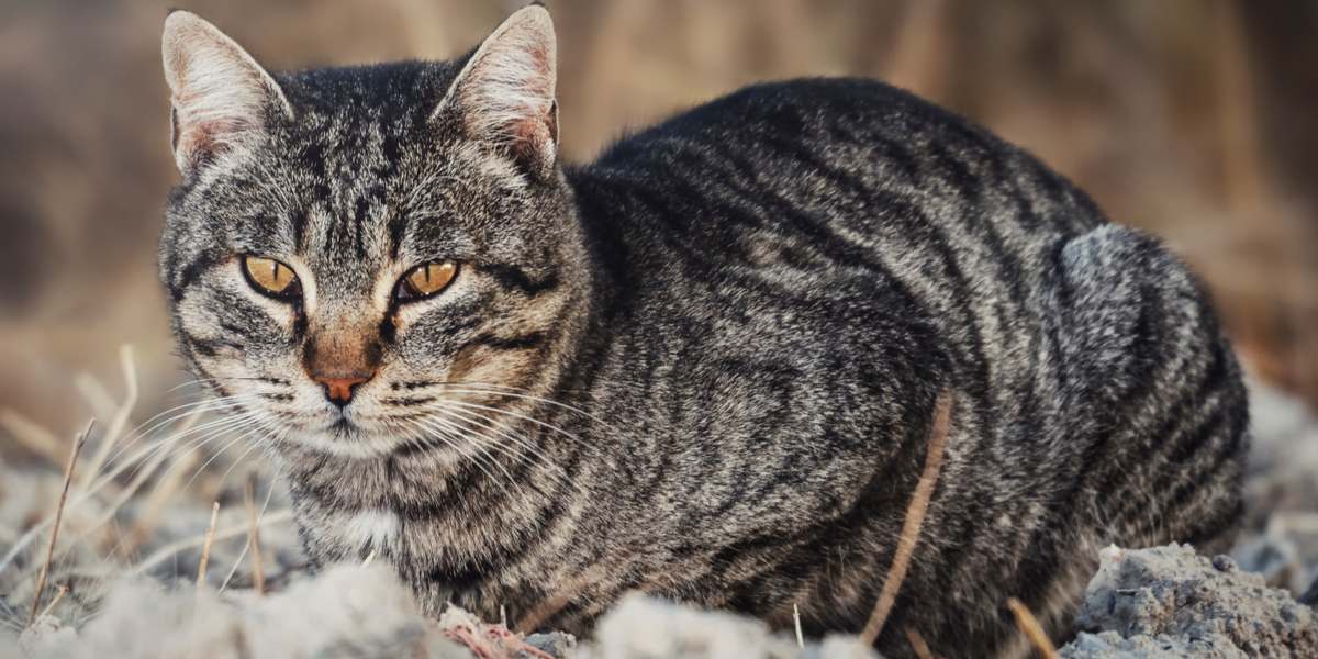 A imagem de um gato curioso explorando um ambiente cheio de sujeira, exibindo sua curiosidade natural e natureza lúdica.