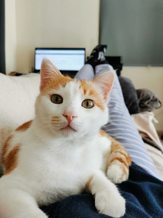 “Um gato satisfeito repousa serenamente no peito de uma pessoa, personificando conforto e carinho.