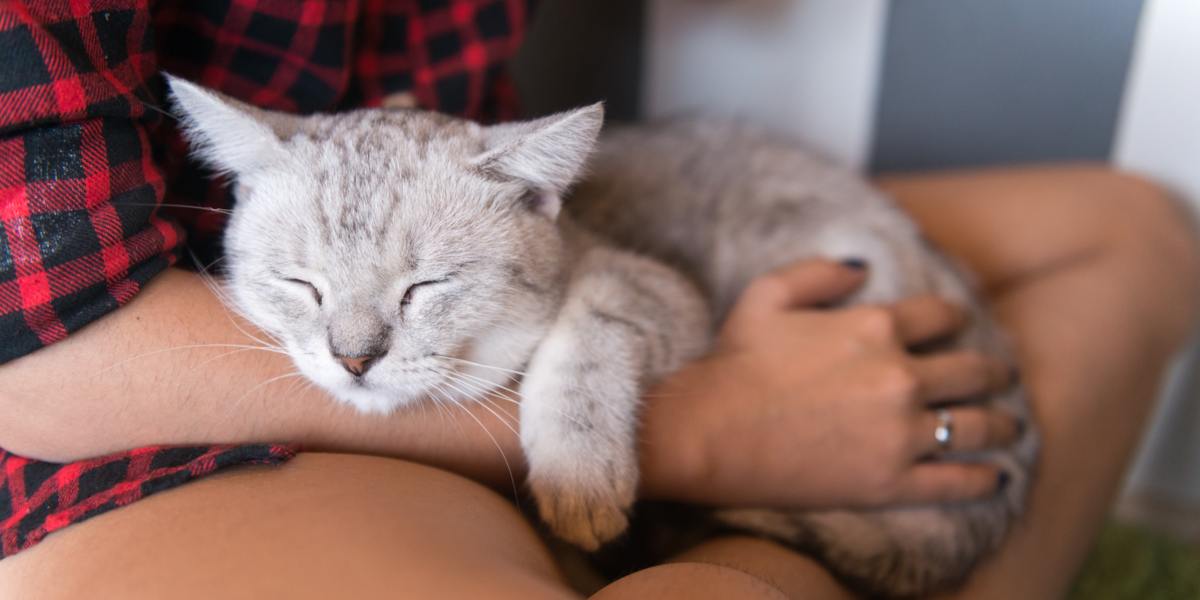 Um momento emocionante entre um gato e um humano, que compartilham interação afetuosa e companheirismo.