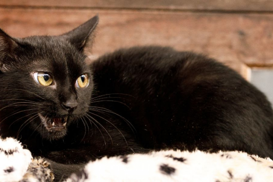 6 Razões pelas quais seu gato faz barulhos estranhos à noite