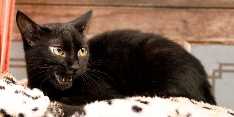 6 Razões pelas quais seu gato faz barulhos estranhos à noite