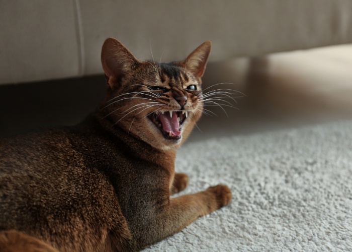 Uma imagem que captura a expressão vocal de um gato furioso.