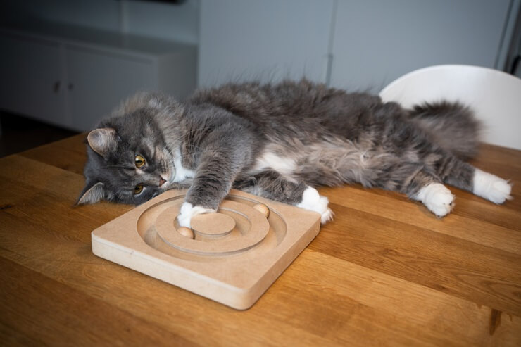 Gato enérgico brincando alegremente sobre uma mesa, mostrando sua agilidade e entusiasmo ao explorar o ambiente.