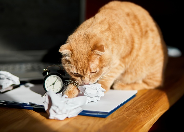 A imagem mostra um gato brincalhão brincando com uma folha de papel.