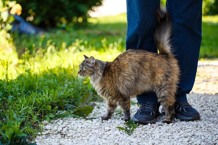 Um gato esfregando suas glândulas odoríferas contra um objeto.