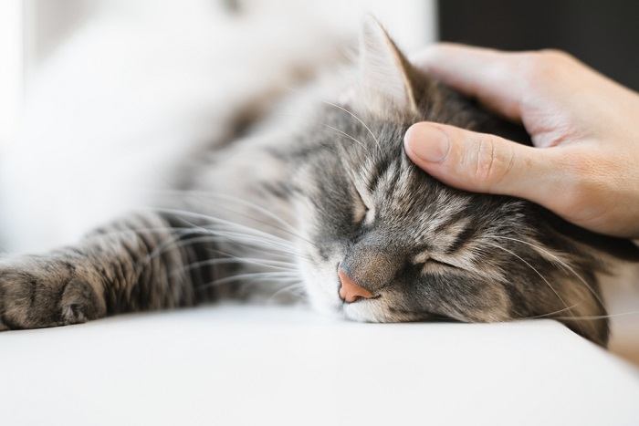 A imagem captura um gato dormindo pacificamente, mostrando sua capacidade de encontrar conforto e relaxamento no ambiente.