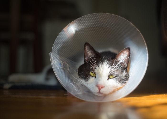 Um gato usando uma coleira de recuperação tradicional em forma de cone, frequentemente usada após procedimentos médicos ou cirurgias.