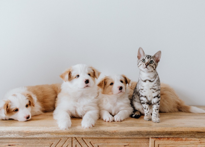 Imagem inclusiva representando um gato coexistindo confortavelmente com um grupo de cães.