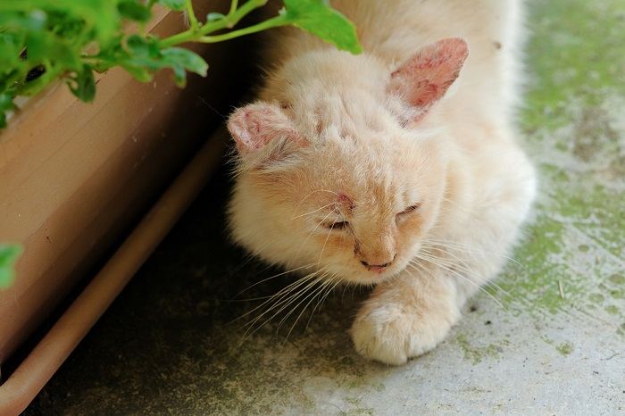 Um gato deitado no chão ao lado de um vaso de planta.