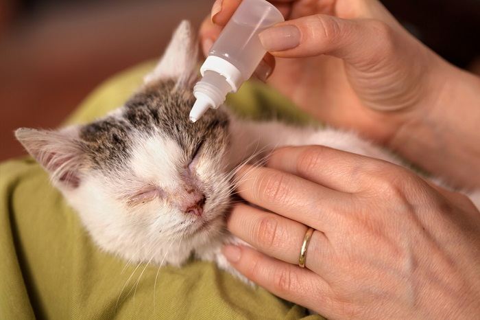 aplicação de medicação para olho de gato usando colírio