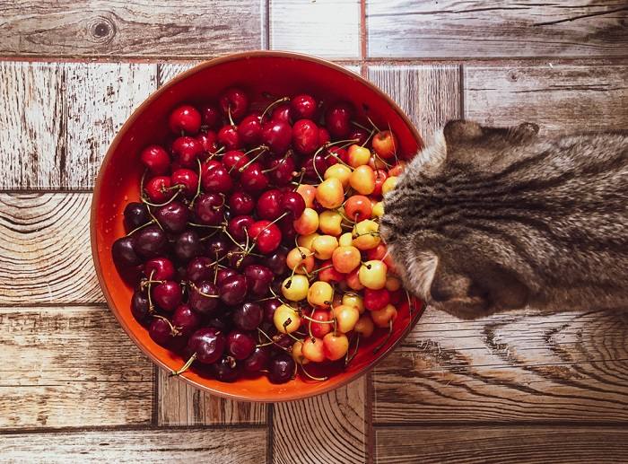 Imagem representando um gato perto de uma tigela de cerejas