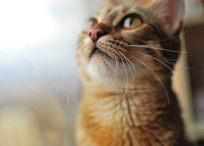 Nariz de gato adorável em foco. A imagem captura a fofura do nariz de um gato, destacando suas características e texturas únicas.