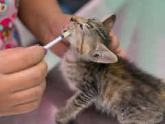 Deworming cats, an essential aspect of feline healthcare and parasite prevention.