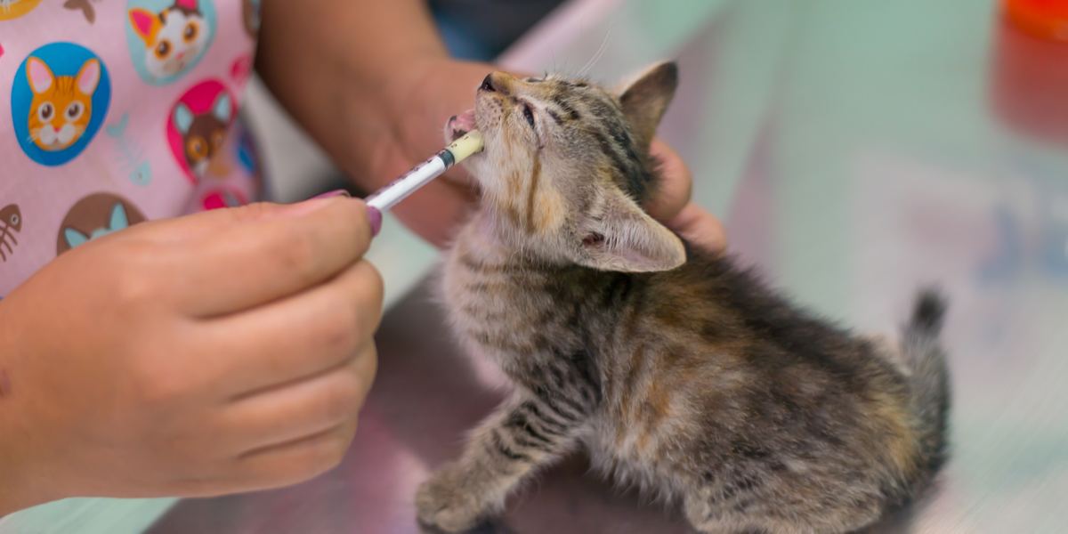 Desparasitação de gatos.