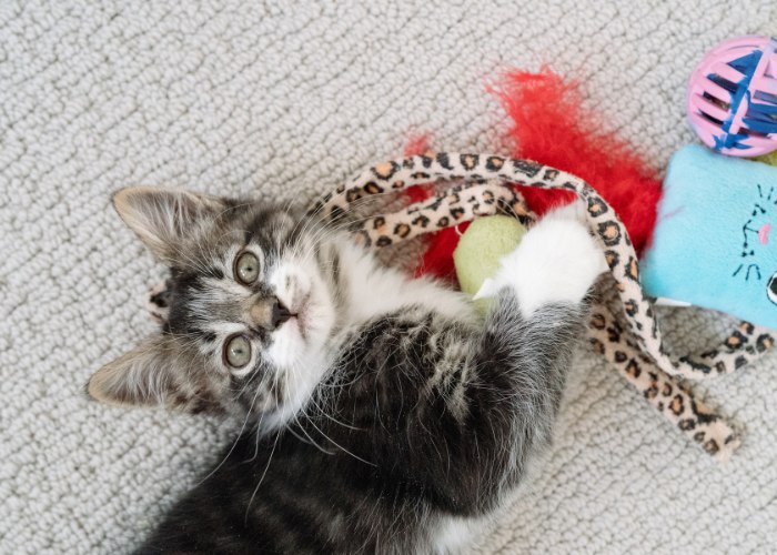 Gatinho brincando com entusiasmo com um brinquedo colorido.