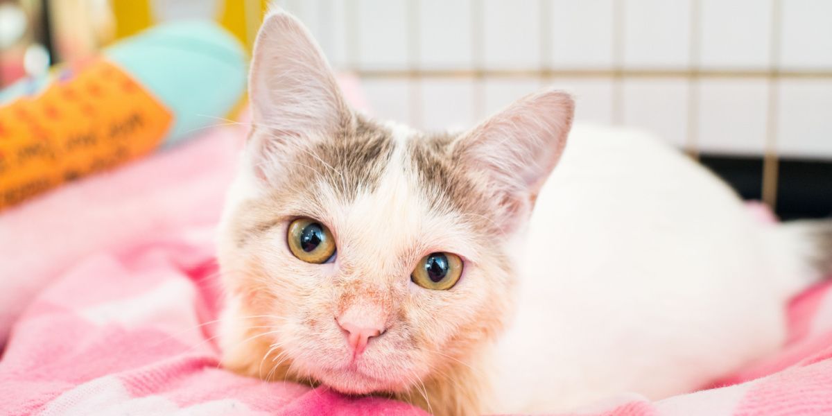 gatinho com hipoplasia cerebelar